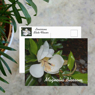 Witte Magnolia Louisiana Staatsbloem Fotografisch Briefkaart
