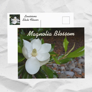 Witte Magnolia Louisiana State Bloem Fotografisch Briefkaart