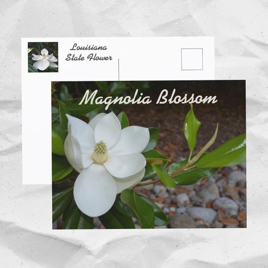Witte Magnolia Louisiana State Bloem Fotografisch Briefkaart