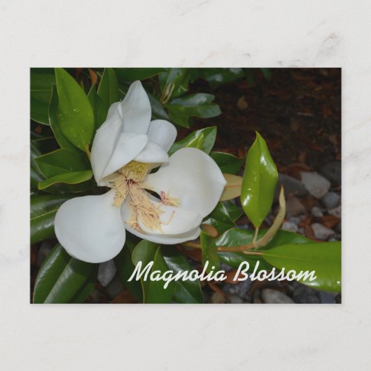 Witte Magnolia Louisiana State Bloem Fotografisch Briefkaart (Voorkant)