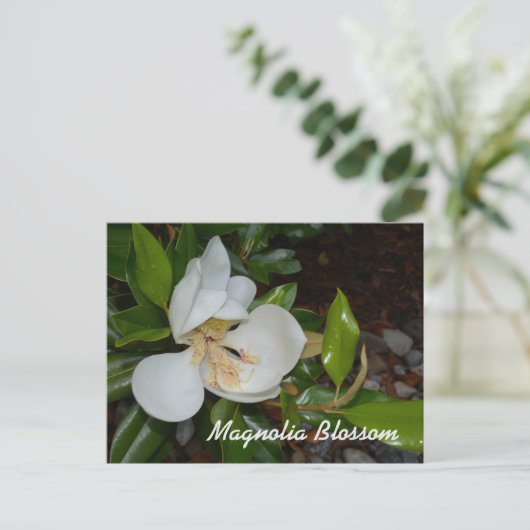Witte Magnolia Louisiana State Bloem Fotografisch Briefkaart (Staand voorkant)