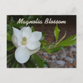 Witte Magnolia Louisiana State Bloem Fotografisch Briefkaart (Voorkant)
