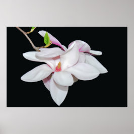 Witte Magnolia Poster