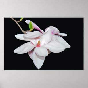 Witte Magnolia Poster