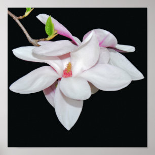 Witte Magnolia Poster