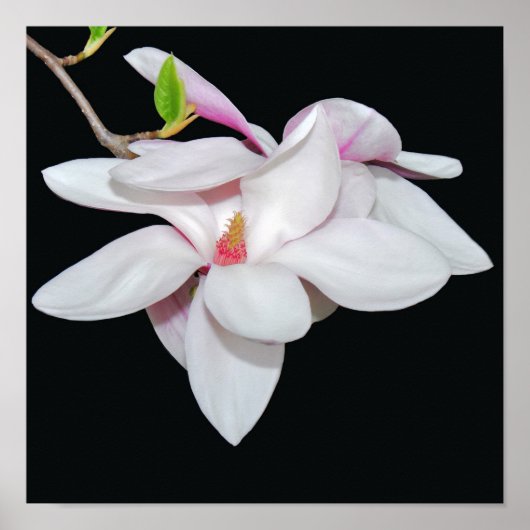 Witte Magnolia Poster (Voorkant)