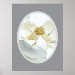                          Witte Magnolia            Poster