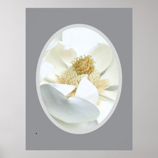 Witte Magnolia Poster (Voorkant)