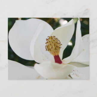 Witte magnoliaanse bloesbloem dicht bij elkaar briefkaart