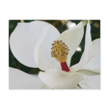Witte magnoliaanse bloesbloem dicht bij elkaar