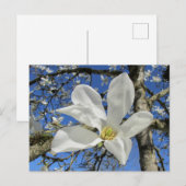 Witte Magnolievloer in de boom. Briefkaart (Voorkant / Achterkant)