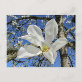 Witte Magnolievloer in de boom. Briefkaart