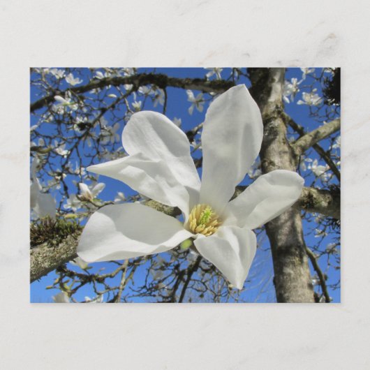 Witte Magnolievloer in de boom. Briefkaart (Voorkant)