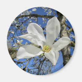 Witte Magnolievloer in de boom. Magneet