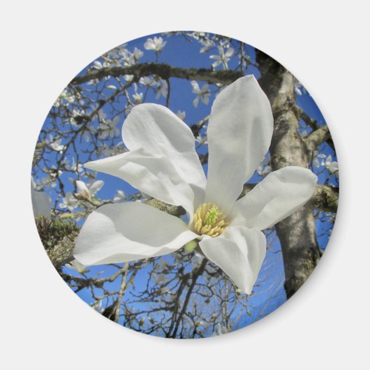 Witte Magnolievloer in de boom. Magneet (Voorkant)