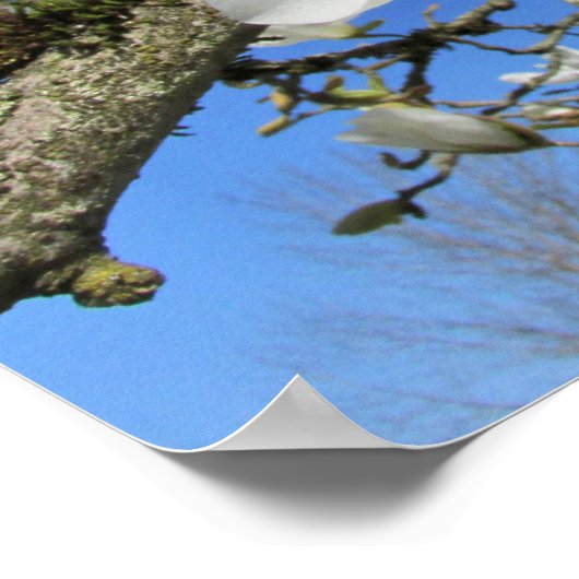Witte Magnolievloer in de boom Poster (Hoek)