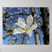 Witte Magnolievloer in de boom Poster (Voorkant)