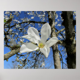 Witte Magnolievloer in de boom Poster