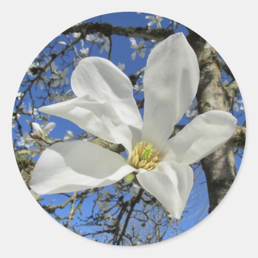 Witte Magnolievloer in de boom. Ronde Sticker (Voorkant)
