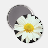 Witte maisy chrysanthemum bloemen magneet (Voorkant / Achterkant)