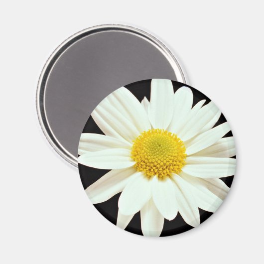 Witte maisy chrysanthemum bloemen magneet (Voorkant / Achterkant)