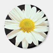 Witte maisy chrysanthemum bloemen magneet (Voorkant)