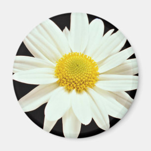 Witte maisy chrysanthemum bloemen magneet