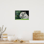 Witte Majesteit - Resting Tiger Wildlife Poster (Keuken)