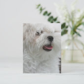 Witte Maltese Briefkaart (Staand voorkant)