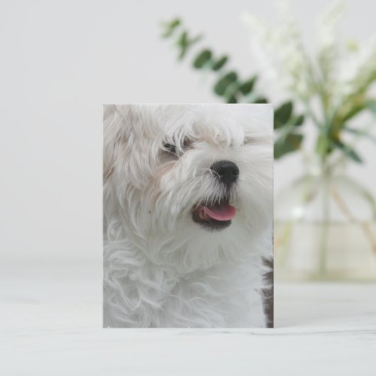 Witte Maltese Briefkaart (Staand voorkant)