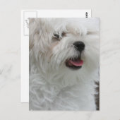Witte Maltese Briefkaart (Voorkant / Achterkant)