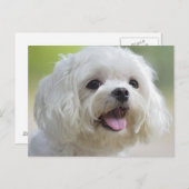 Witte Maltese hond Briefkaart (Voorkant / Achterkant)