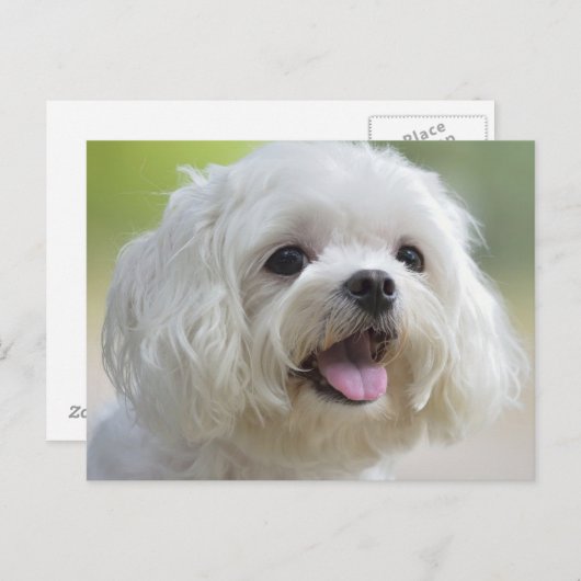 Witte Maltese hond Briefkaart (Voorkant / Achterkant)