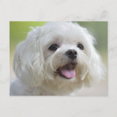 Witte Maltese hond Briefkaart (Voorkant)
