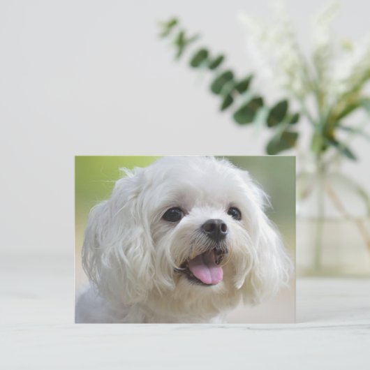 Witte Maltese hond Briefkaart (Staand voorkant)