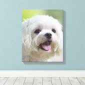 Witte Maltese hond Canvas Afdruk (Insitu (Houten vloer))