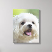 Witte Maltese hond Canvas Afdruk (Voorkant)