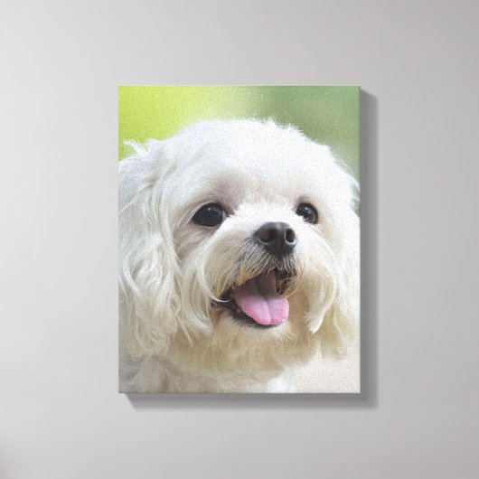 Witte Maltese hond Canvas Afdruk (Voorkant)