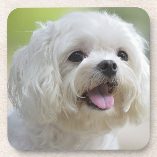 Witte Maltese hond Drankjes Onderzetter (Voorkant)