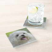 Witte Maltese hond Glazen Onderzetter (Schuin)