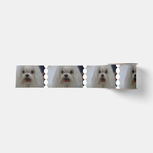Witte Maltese hond Grosgrain Lint (Voorkant)
