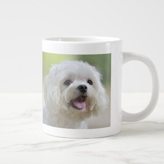 Witte Maltese hond Grote Koffiekop (Rechts)