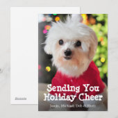 Witte Maltese hond in rood kerstmanpak. Feestdagenkaart (Voorkant / Achterkant)