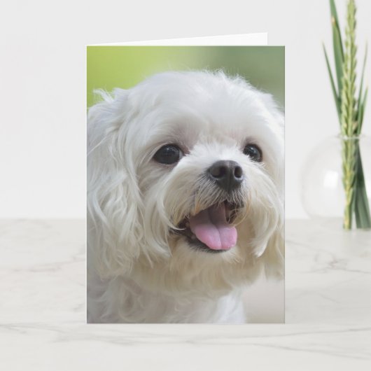 Witte Maltese hond Kaart (Voorkant)