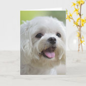 Witte Maltese hond Kaart (Gele Bloem)