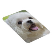 Witte Maltese hond Magneet (Rechterzijde)