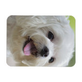 Witte Maltese hond Magneet (Horizontaal)