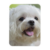 Witte Maltese hond Magneet (Verticaal)