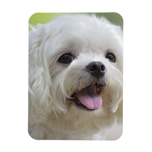 Witte Maltese hond Magneet (Verticaal)