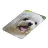 Witte Maltese hond Magneet (Linkerzijde)